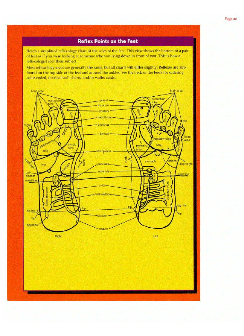 The Complete Idiots Guide To Reflexology