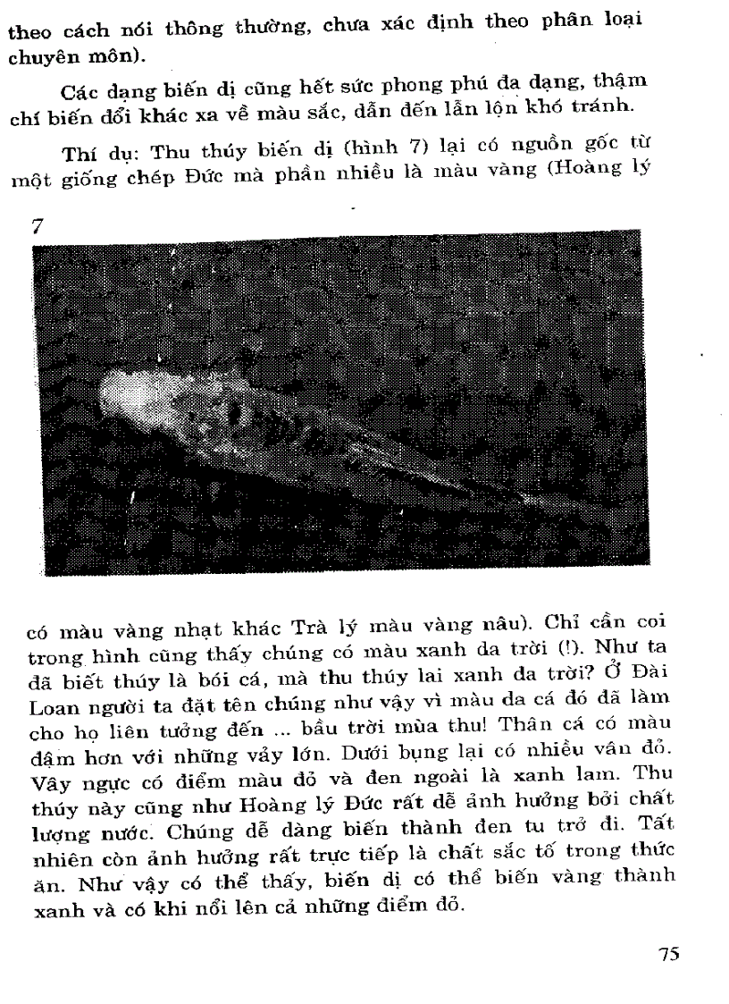 image for page Kỹ thuật nuôi cá kiểng