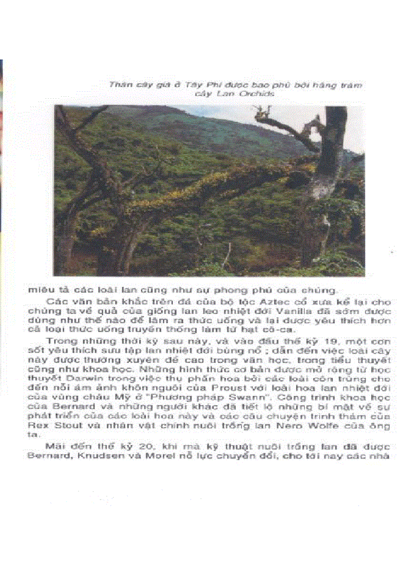 image for page Kỹ thuật nuôi trồng cấy Lan