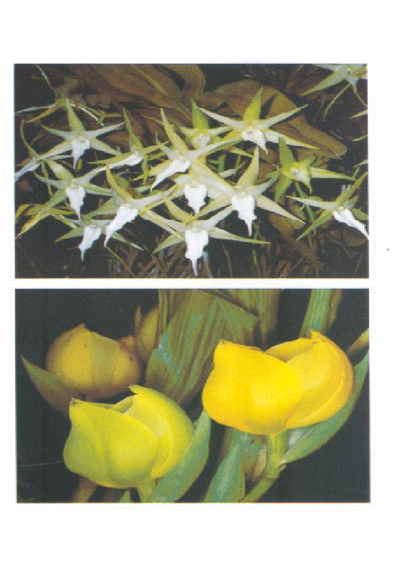 image for page Kỹ thuật nuôi trồng cấy Lan