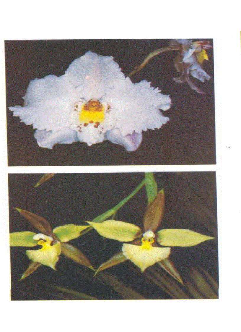 image for page Kỹ thuật nuôi trồng cấy Lan