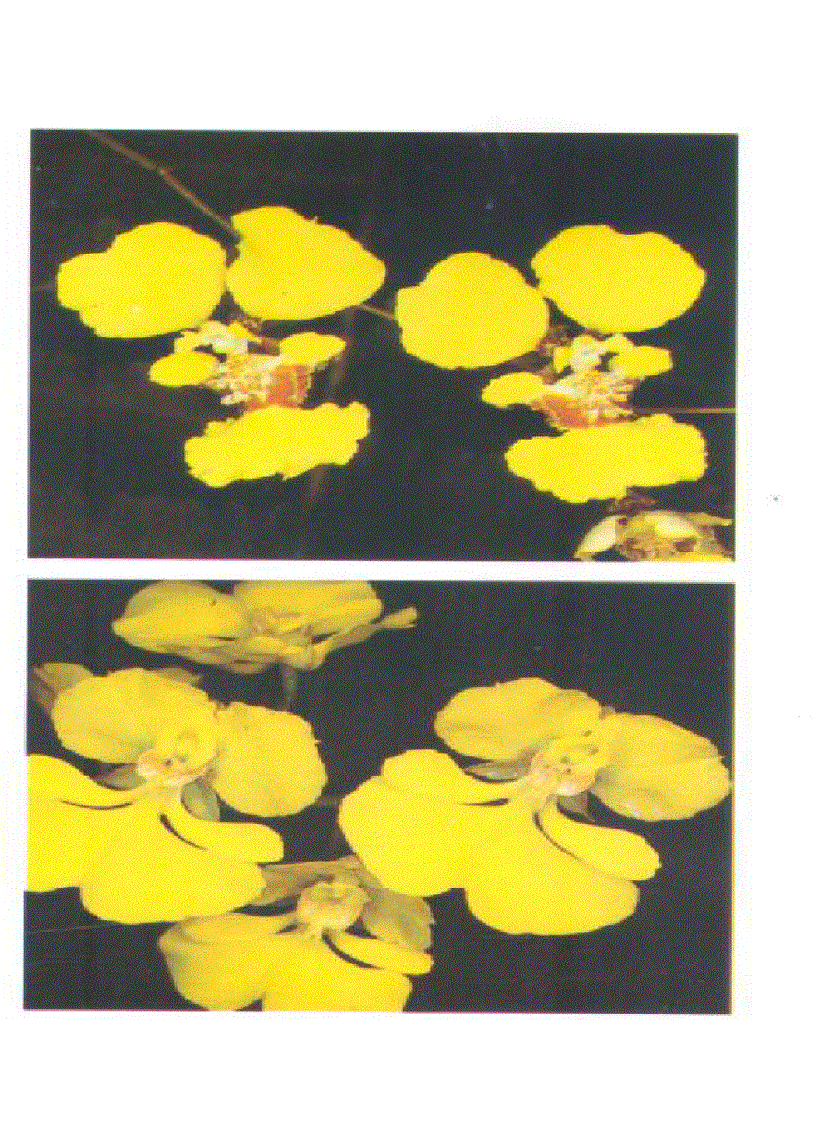 image for page Kỹ thuật nuôi trồng cấy Lan