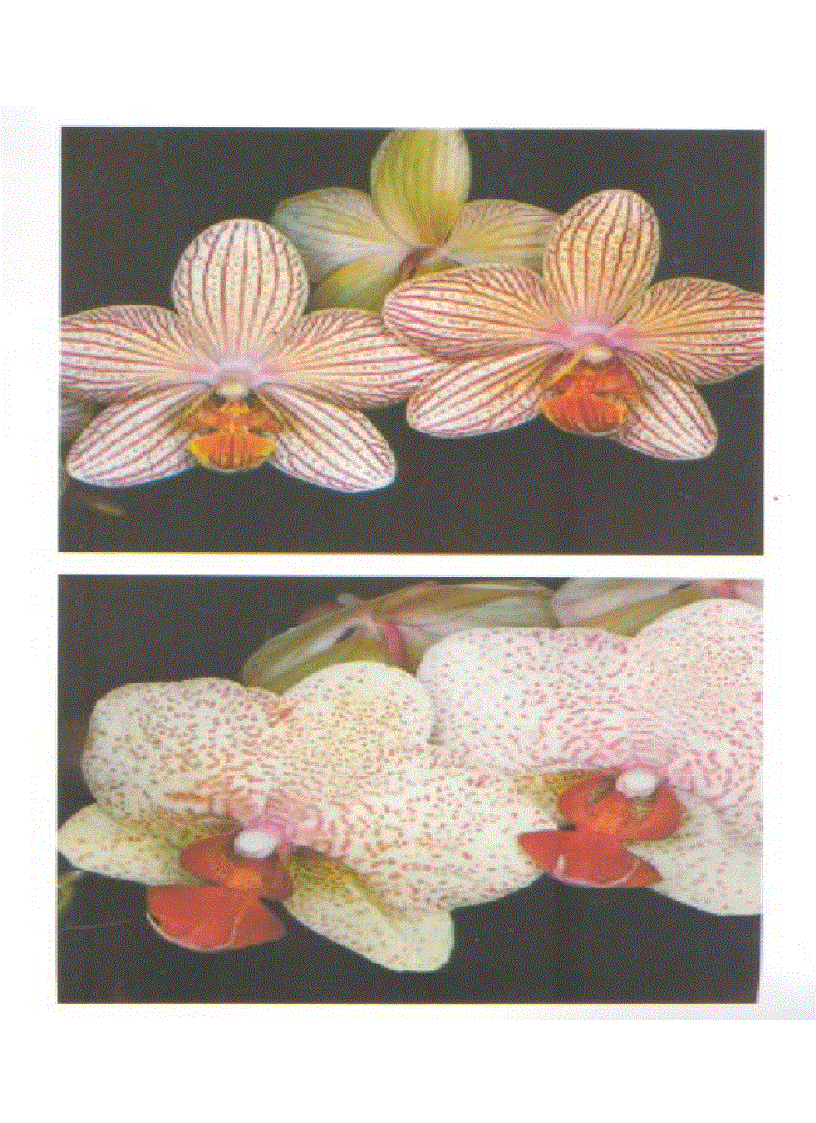 image for page Kỹ thuật nuôi trồng cấy Lan