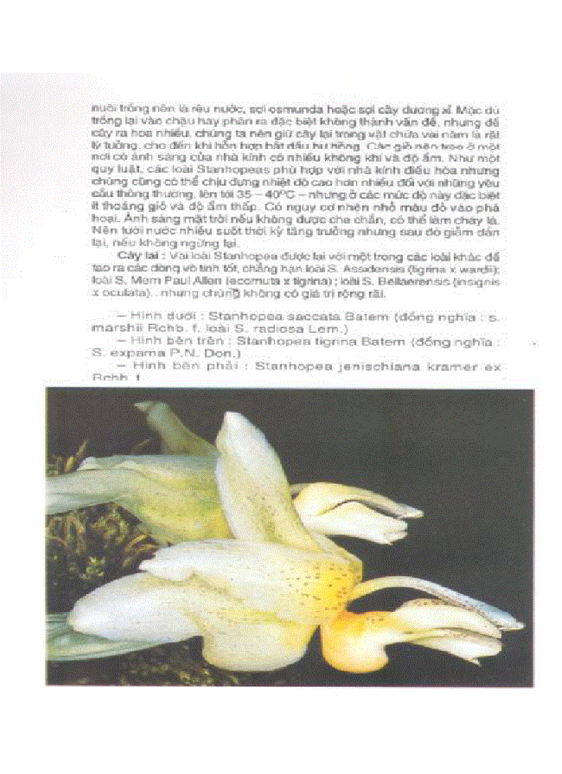 image for page Kỹ thuật nuôi trồng cấy Lan