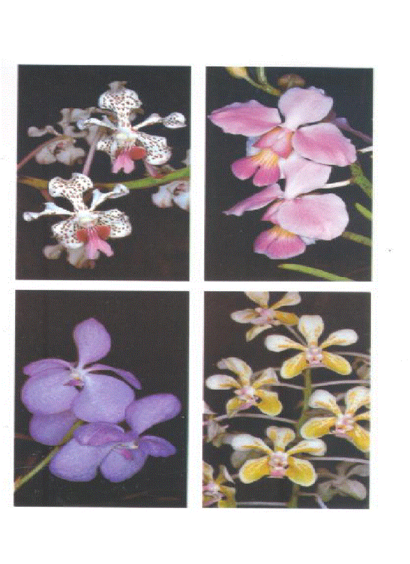 image for page Kỹ thuật nuôi trồng cấy Lan