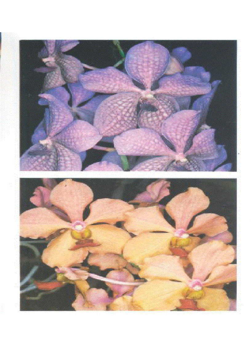 image for page Kỹ thuật nuôi trồng cấy Lan