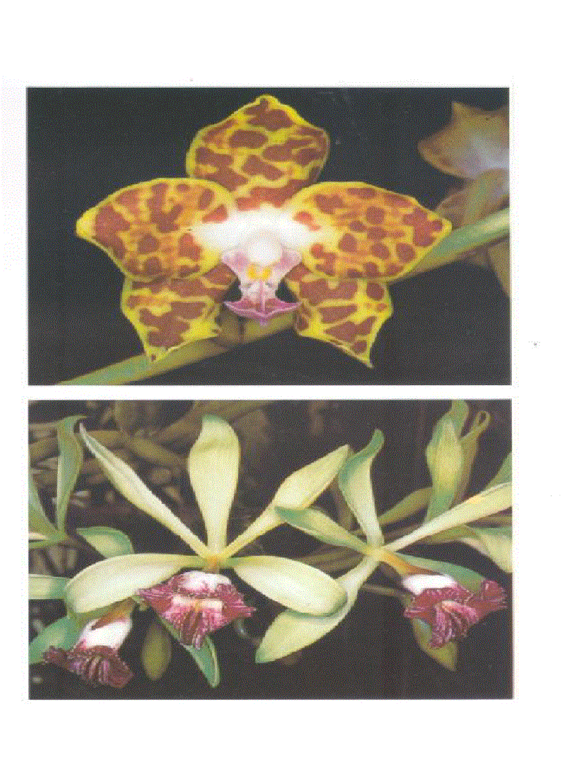 image for page Kỹ thuật nuôi trồng cấy Lan