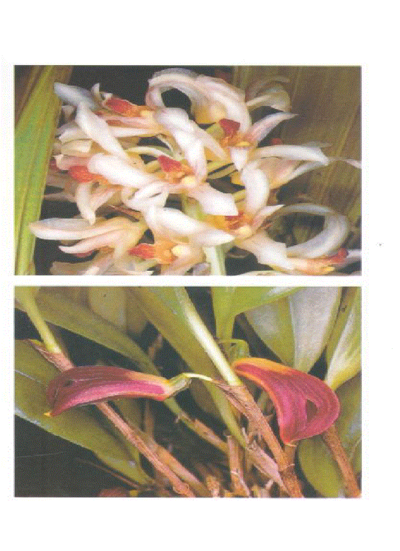 image for page Kỹ thuật nuôi trồng cấy Lan