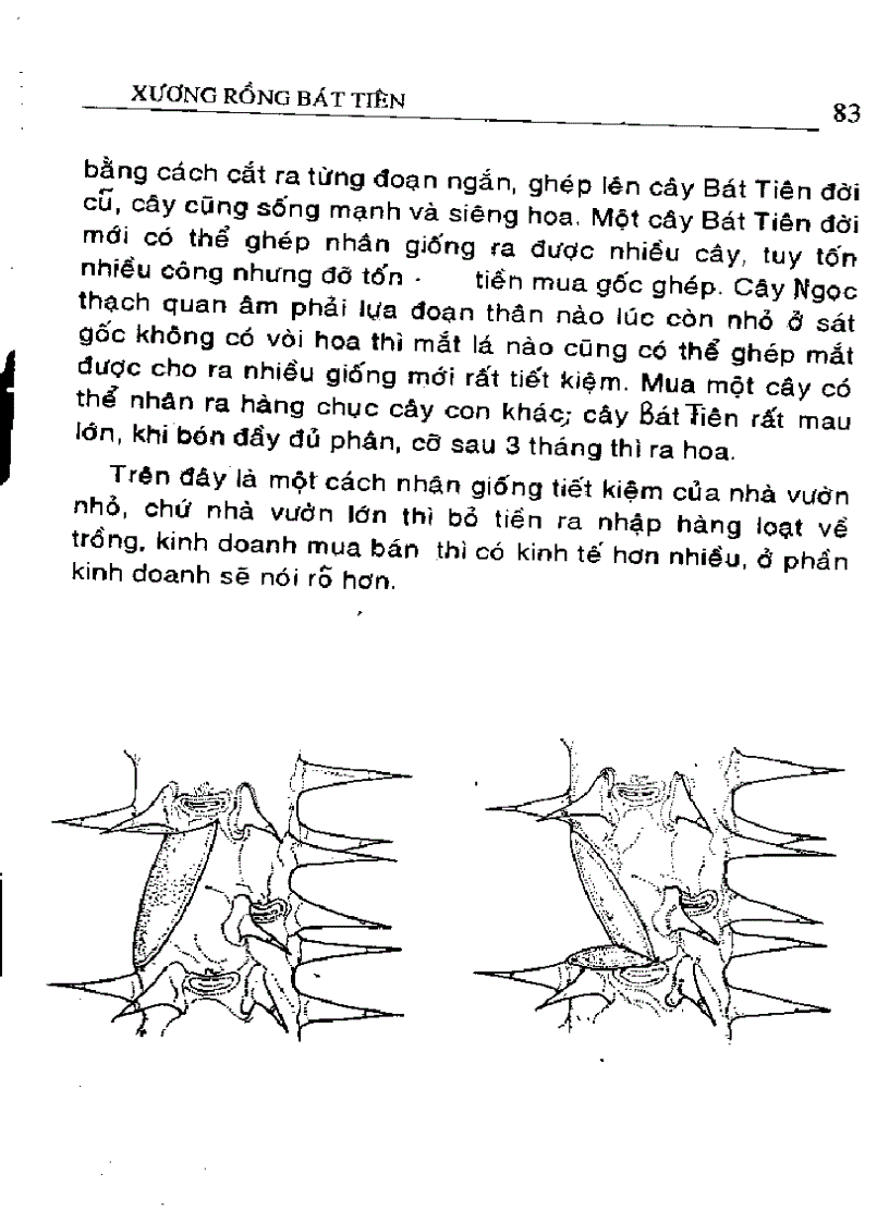 image for page Kỹ thuật trồng
