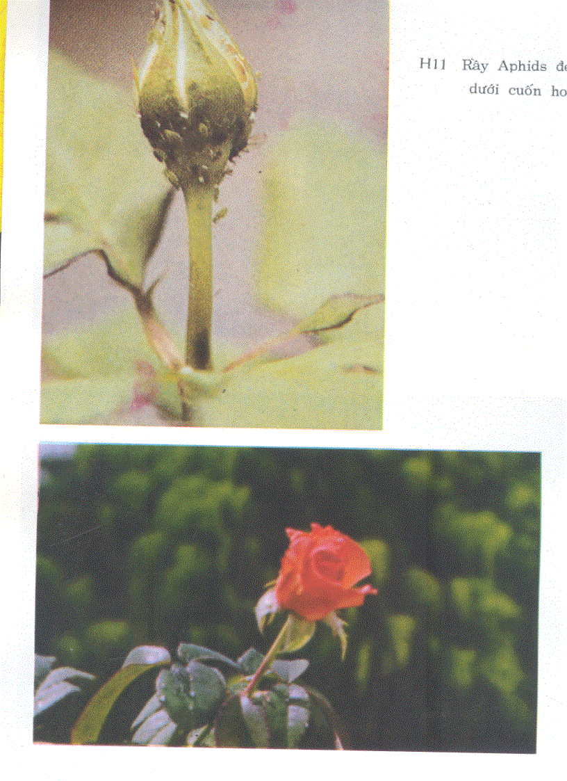 image for page Kỹ thuật trồng và ghép Hoa Hồng