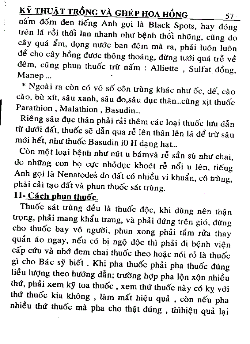 image for page Kỹ thuật trồng và ghép Hoa Hồng