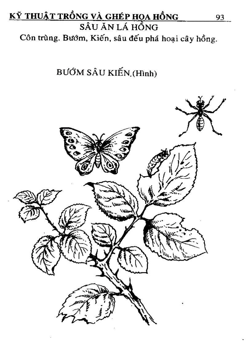 image for page Kỹ thuật trồng và ghép Hoa Hồng