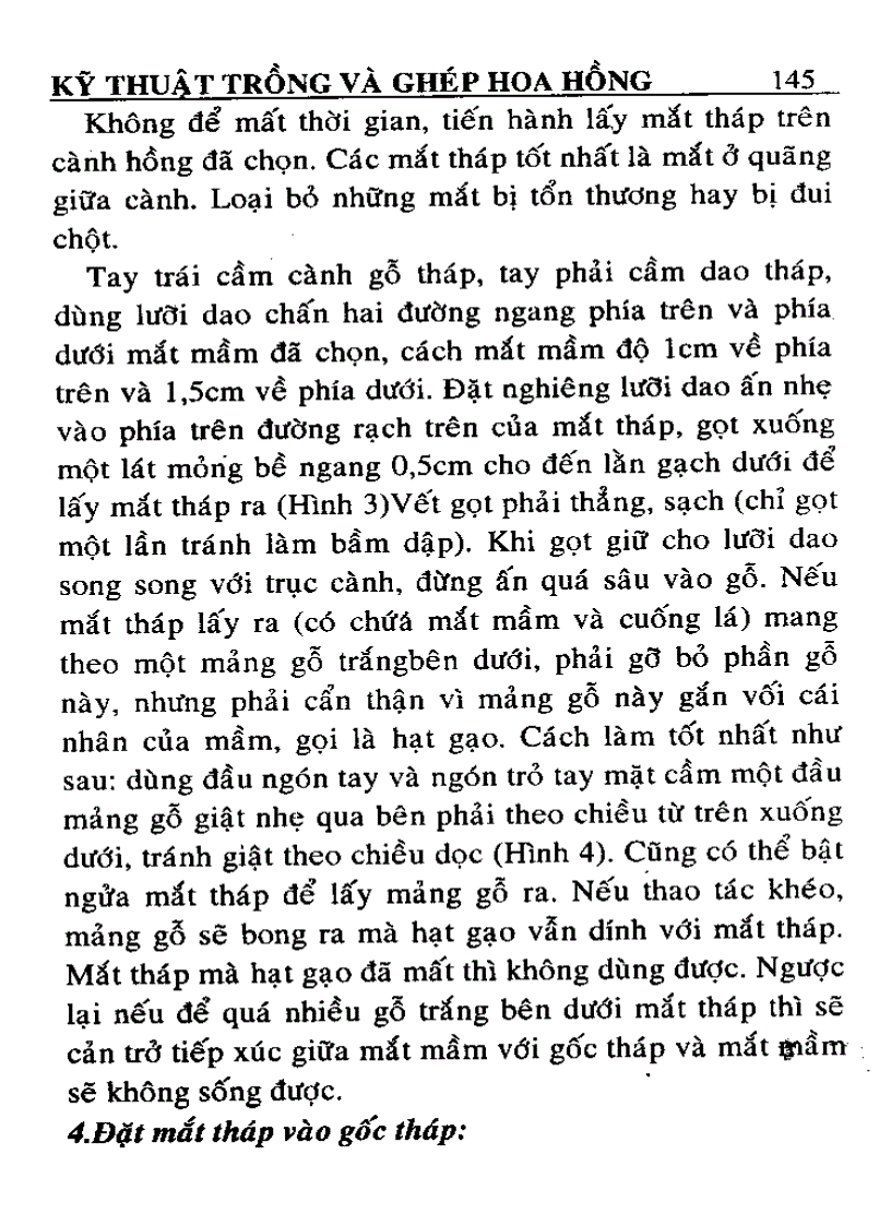 image for page Kỹ thuật trồng và ghép Hoa Hồng