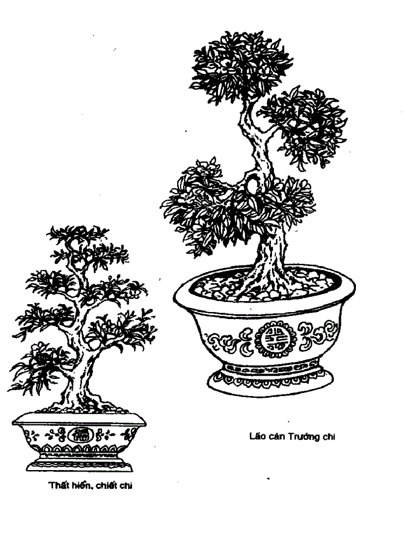 image for page Kỹ thuật trồng và ghép Mai