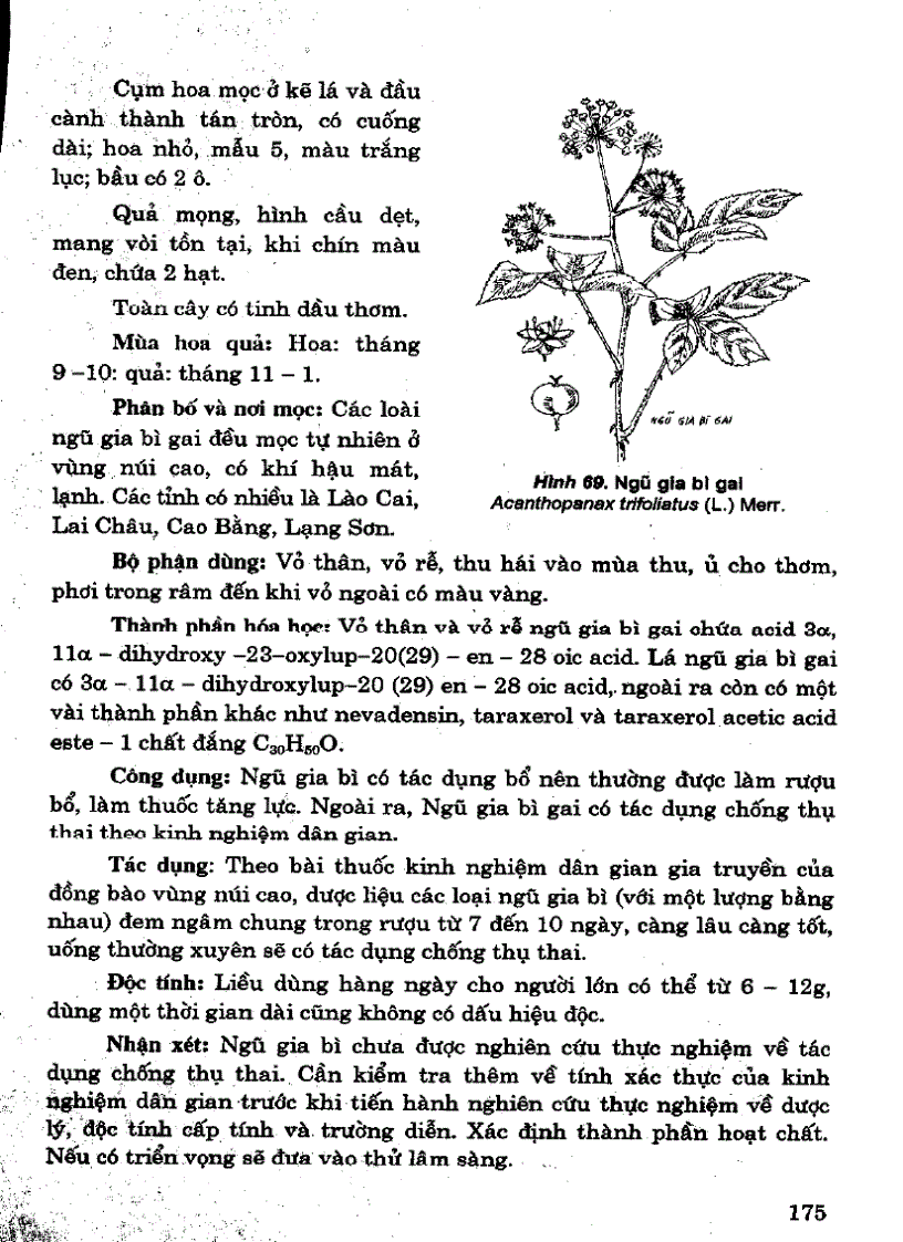 image for page 101 Cây thuốc với sức khỏe sinh sản phụ nữ