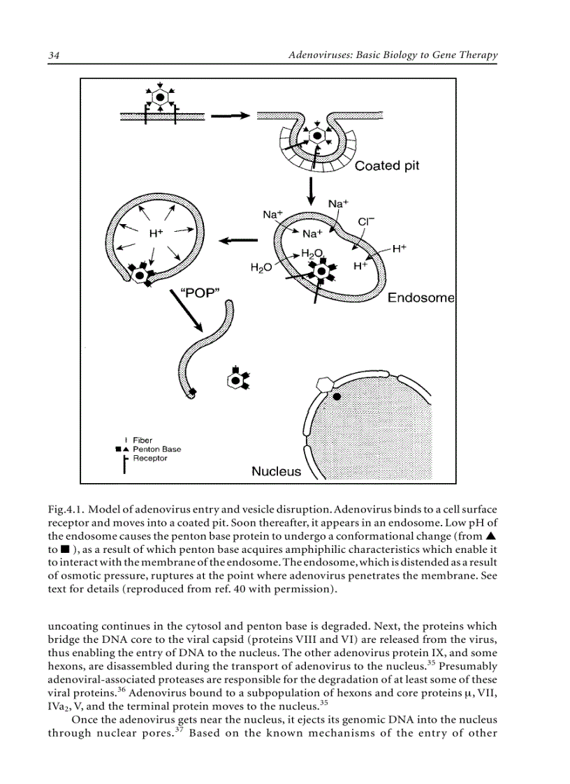 image for page Adenoviruses Basic Biology to Gene Therapy
