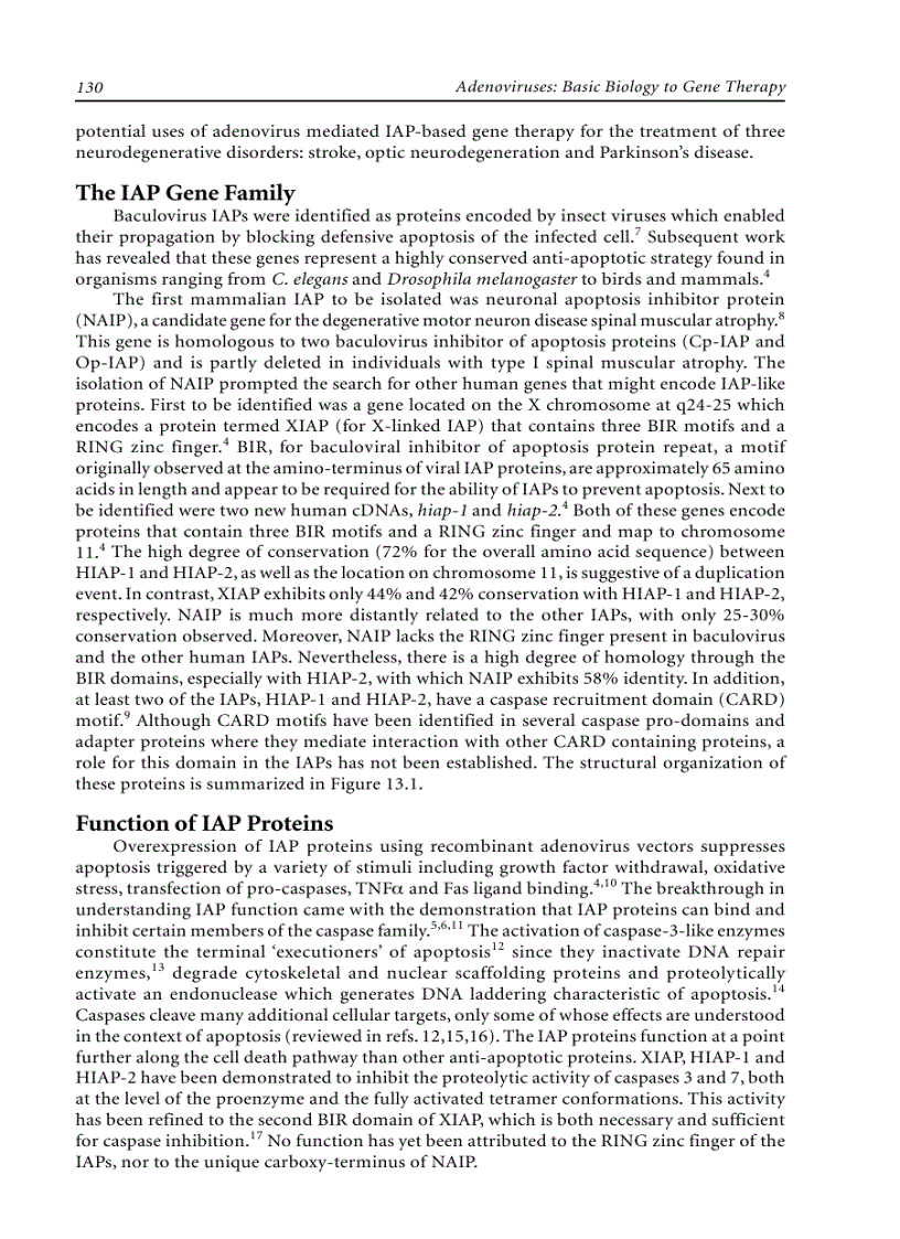 image for page Adenoviruses Basic Biology to Gene Therapy