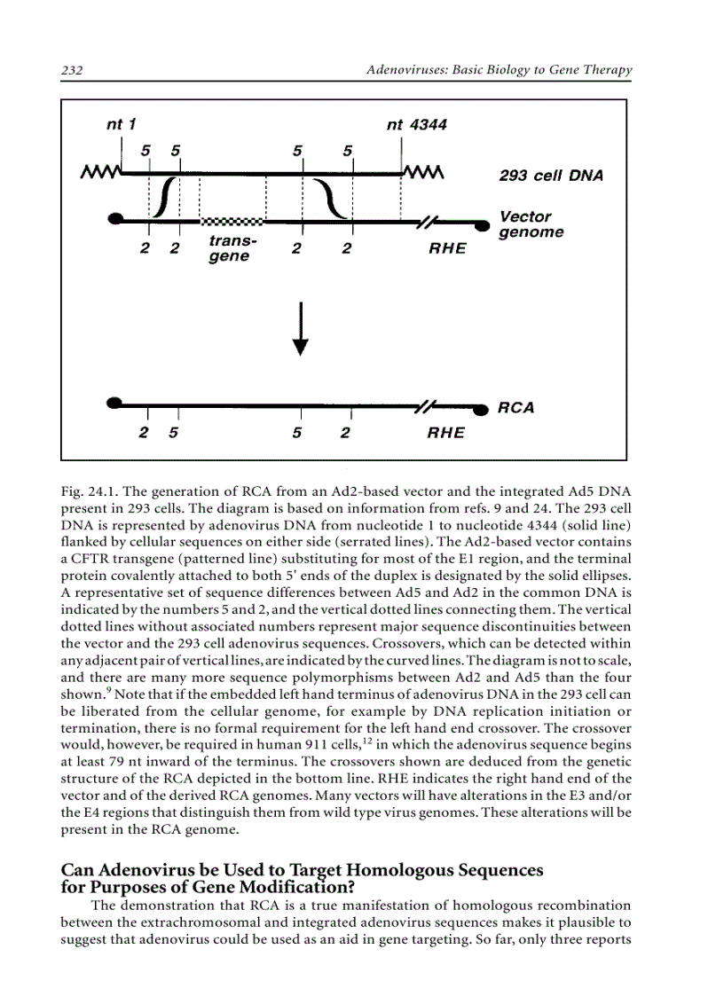 image for page Adenoviruses Basic Biology to Gene Therapy