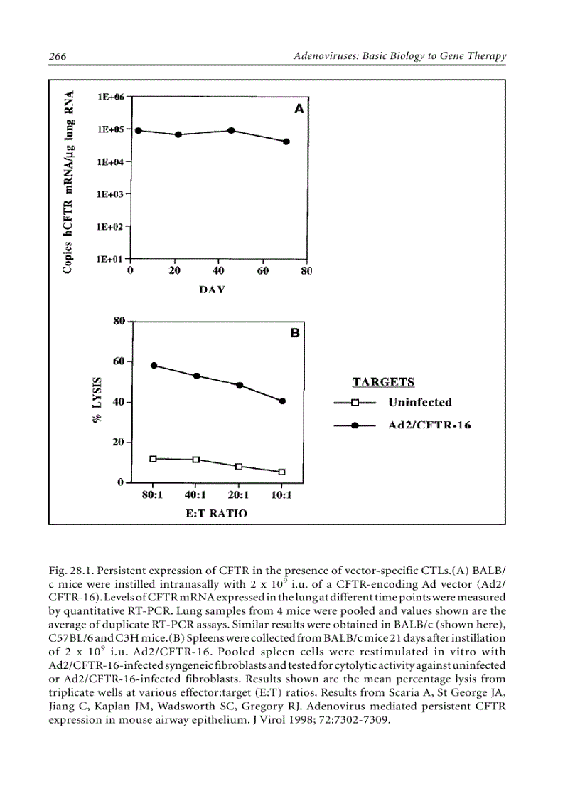 image for page Adenoviruses Basic Biology to Gene Therapy