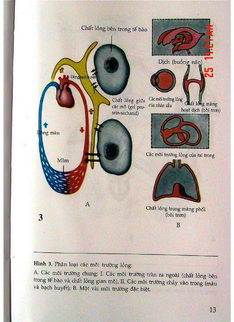 image for page Atlas Sinh Lý Học