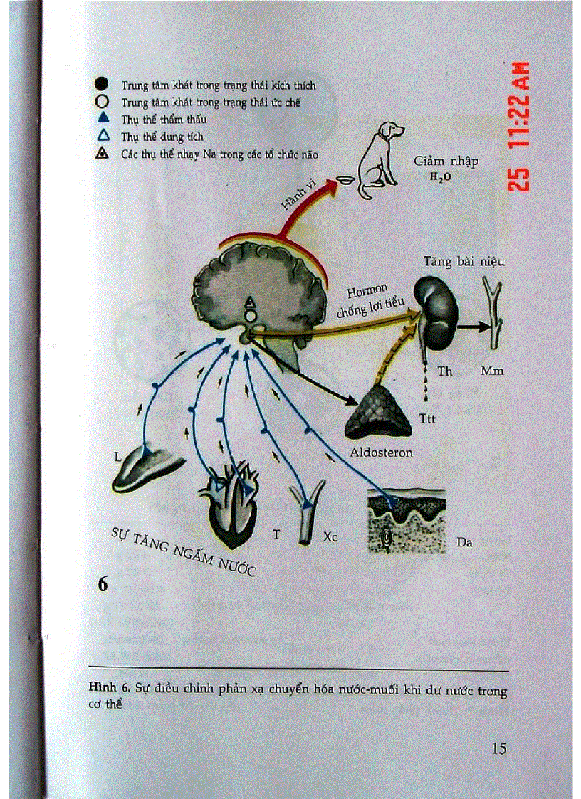 image for page Atlas Sinh Lý Học