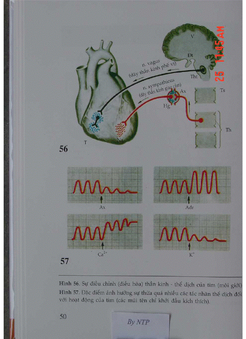 image for page Atlas Sinh Lý Học