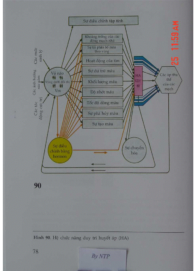 image for page Atlas Sinh Lý Học