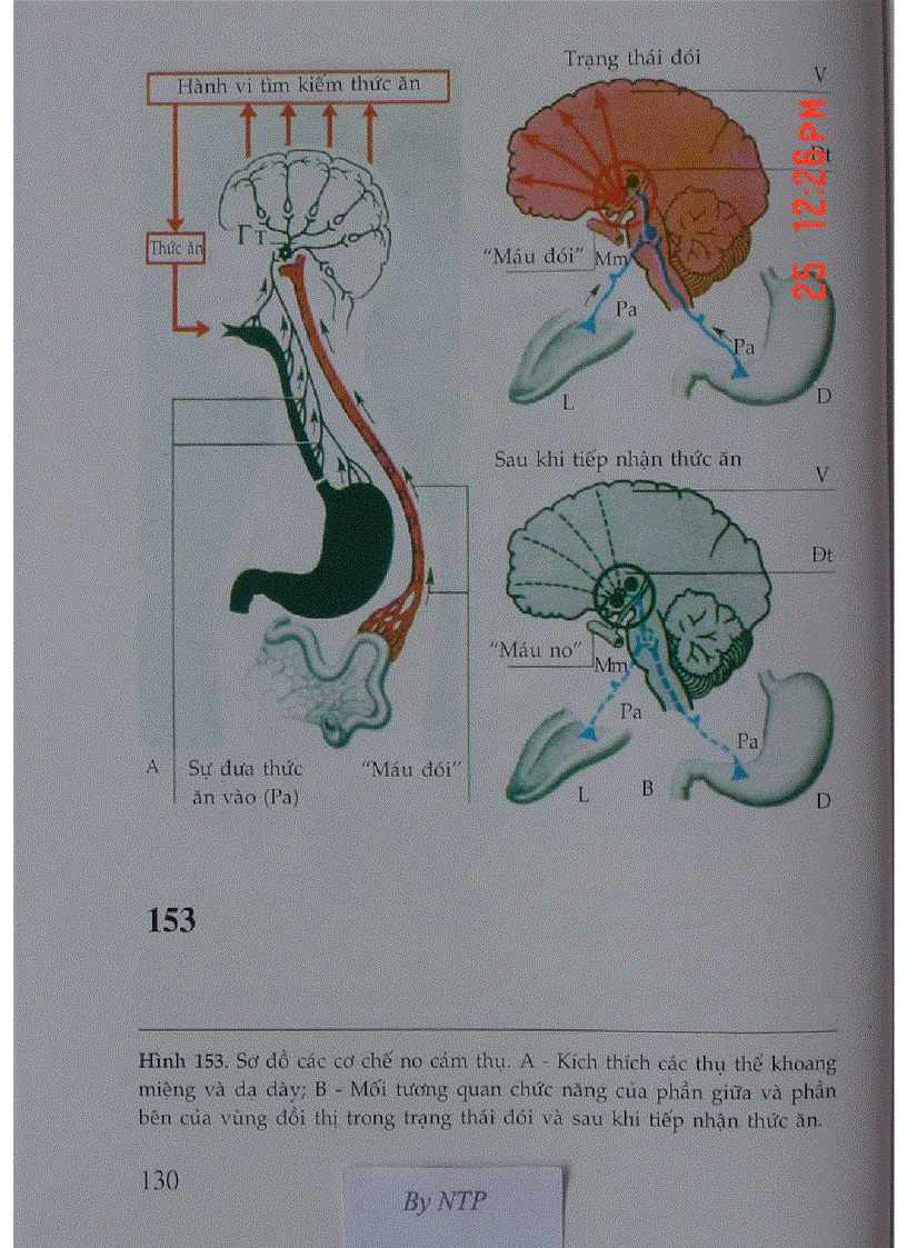 image for page Atlas Sinh Lý Học