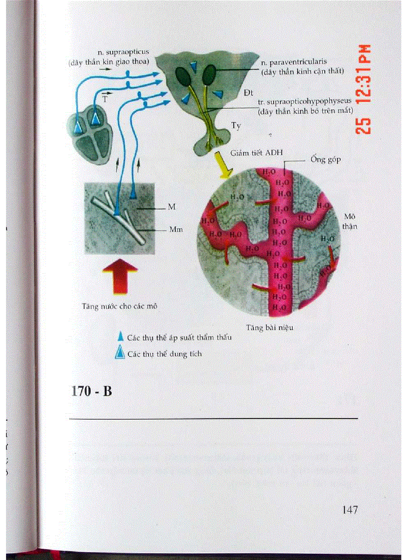 image for page Atlas Sinh Lý Học