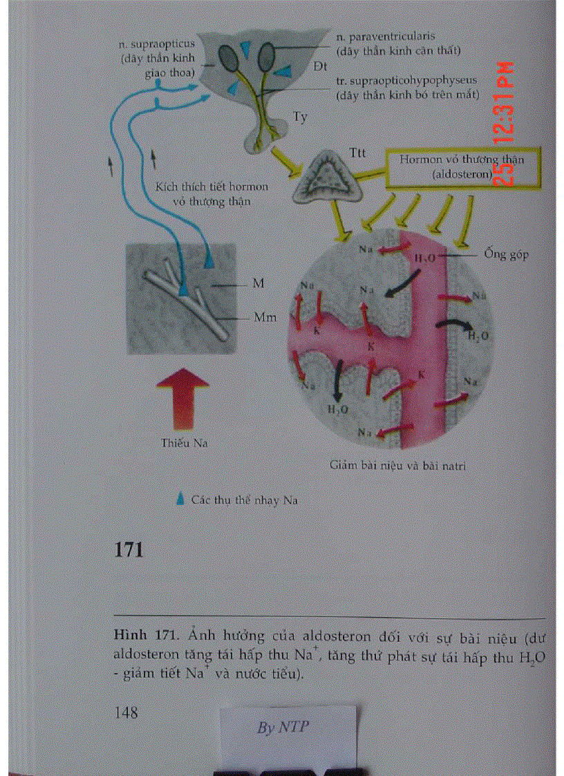 image for page Atlas Sinh Lý Học