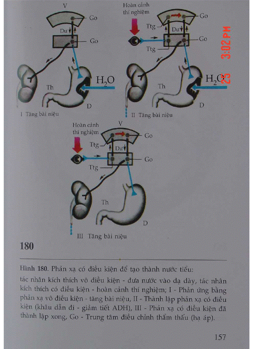 image for page Atlas Sinh Lý Học
