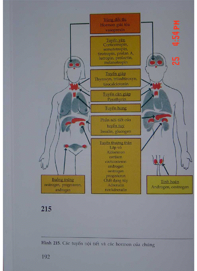 image for page Atlas Sinh Lý Học