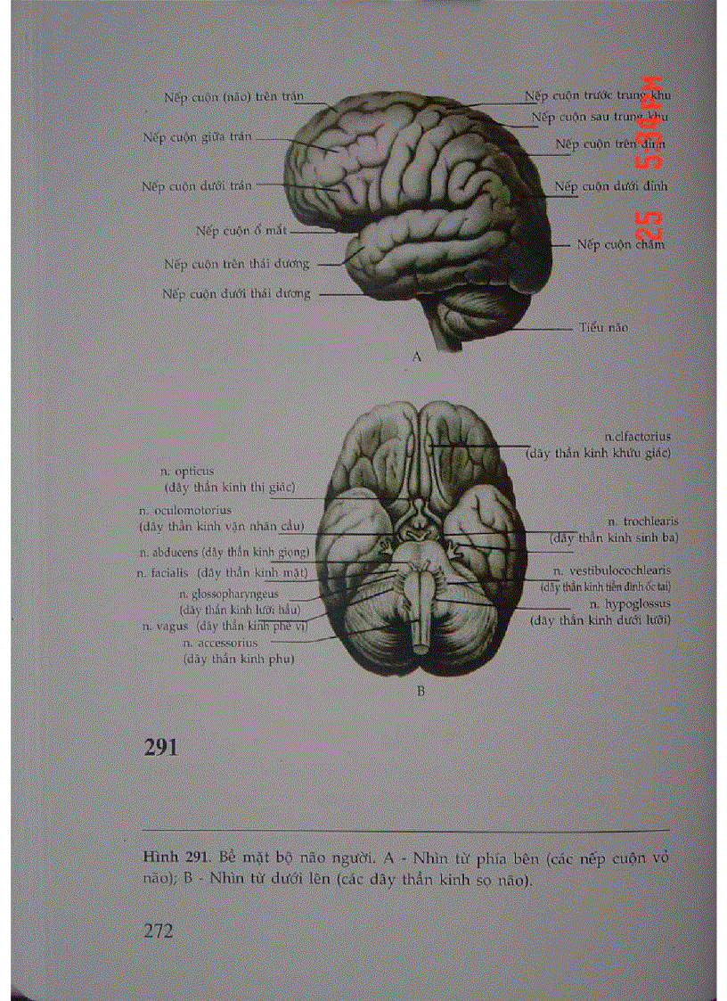 image for page Atlas Sinh Lý Học