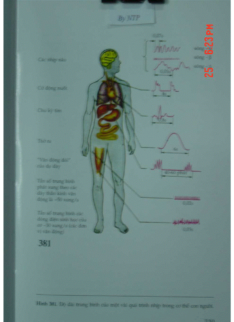 image for page Atlas Sinh Lý Học