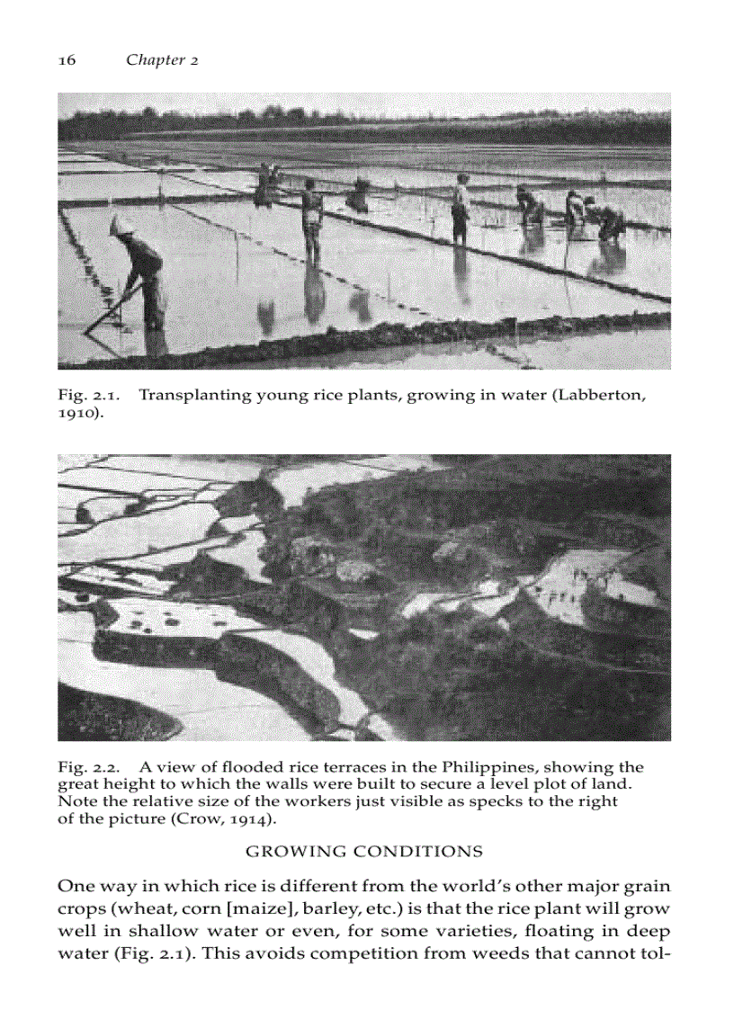 image for page Beriberi White Rice and Vitamin B