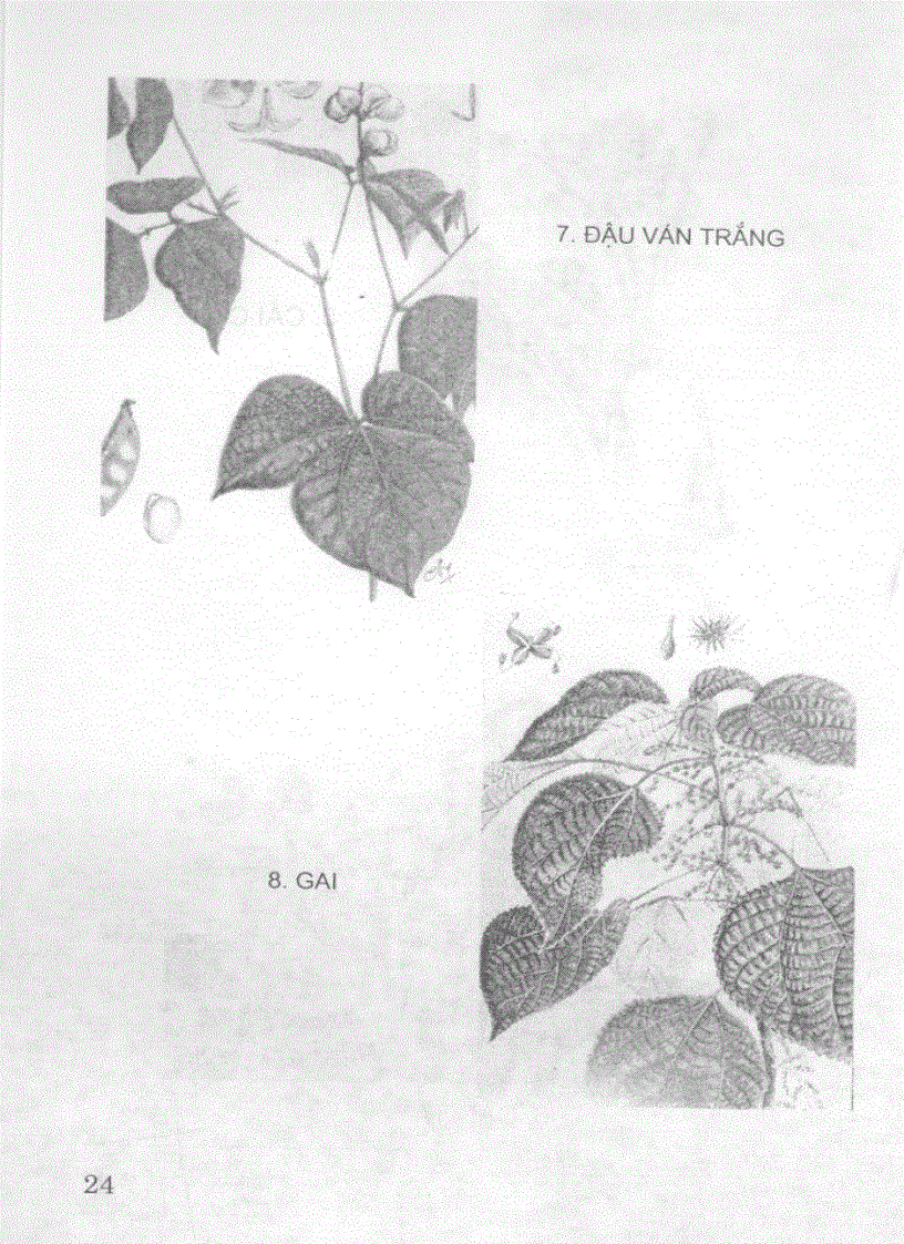 image for page Cây rau cây thuốc