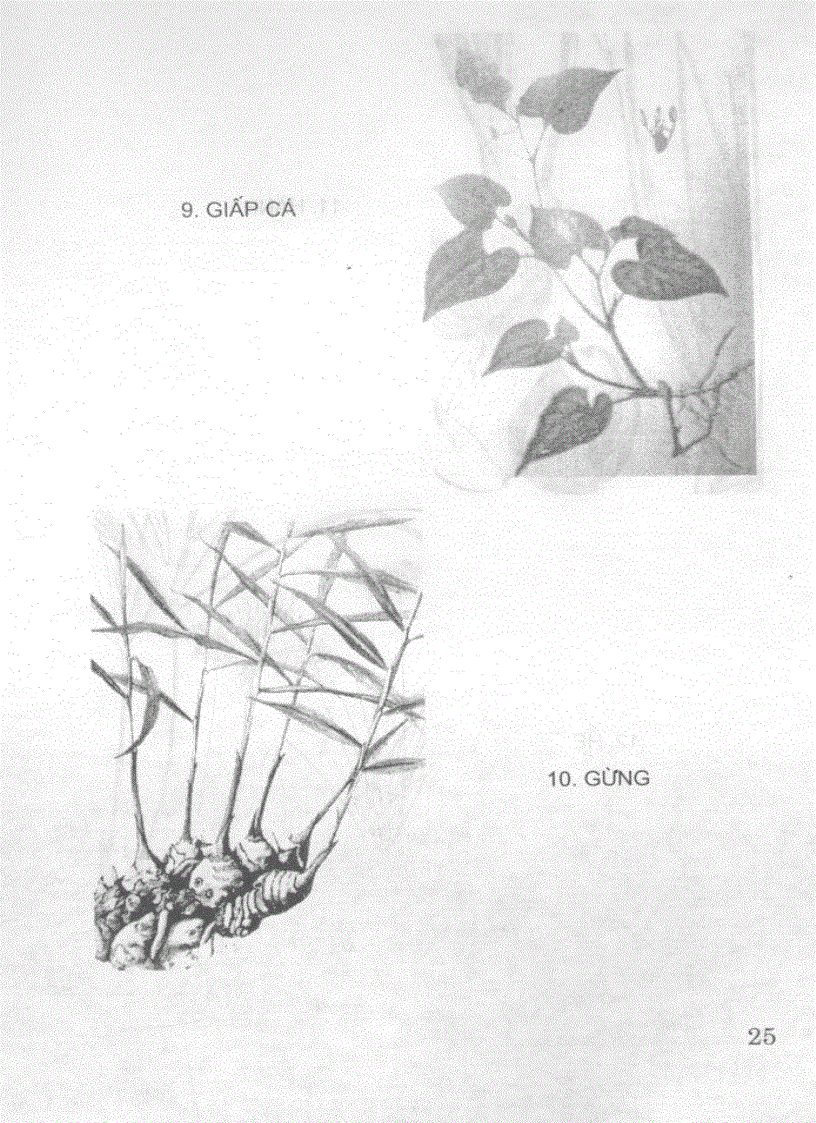 image for page Cây rau cây thuốc