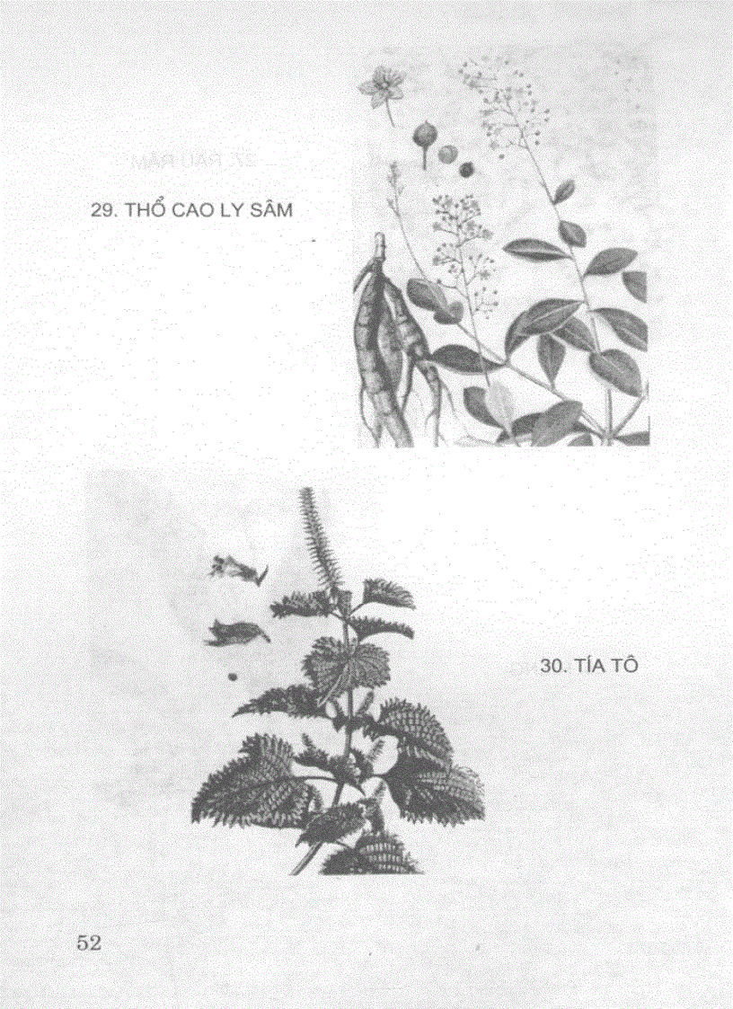 image for page Cây rau cây thuốc