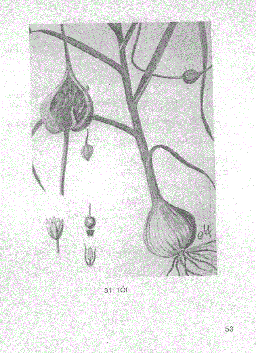 image for page Cây rau cây thuốc