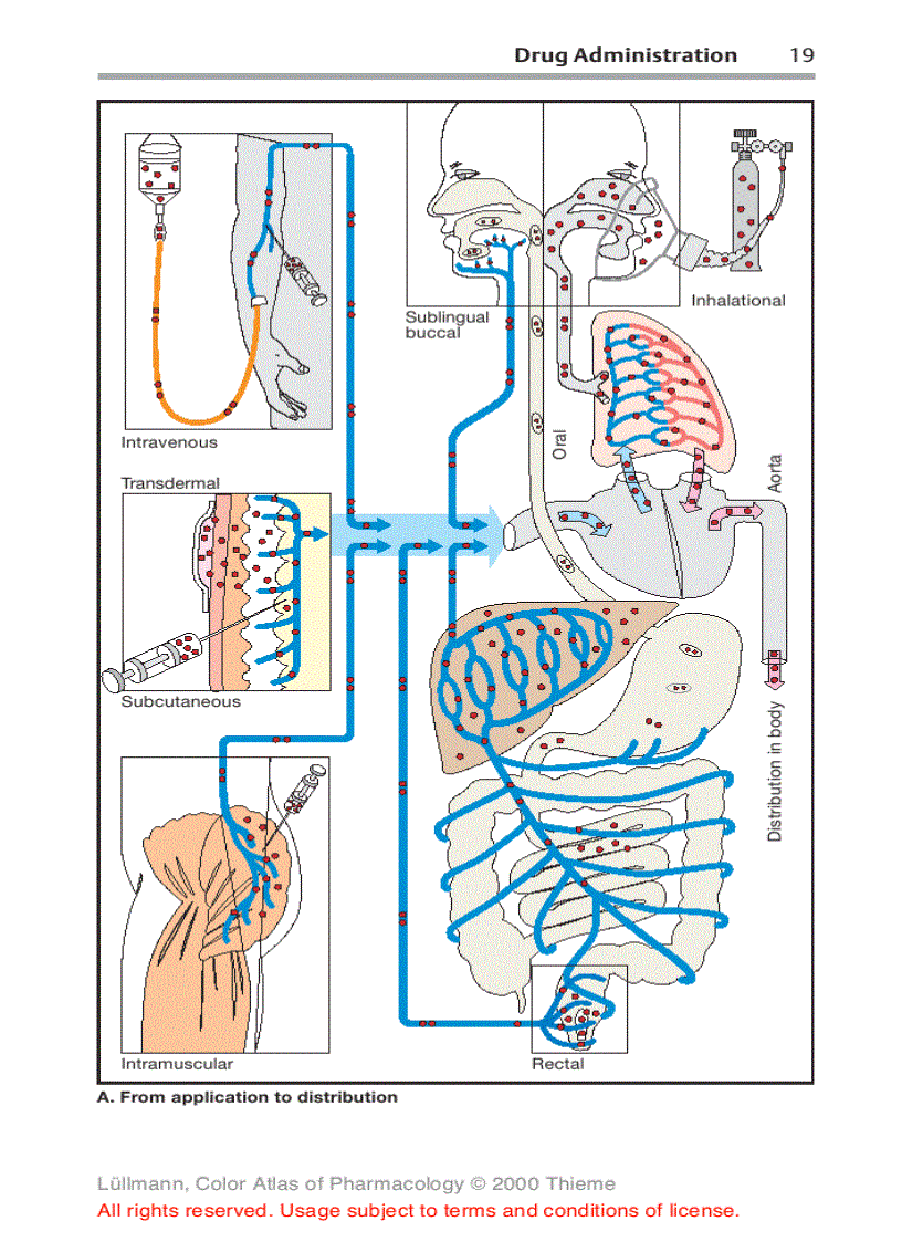 image for page Color Atlat of Pharmacology 2edition