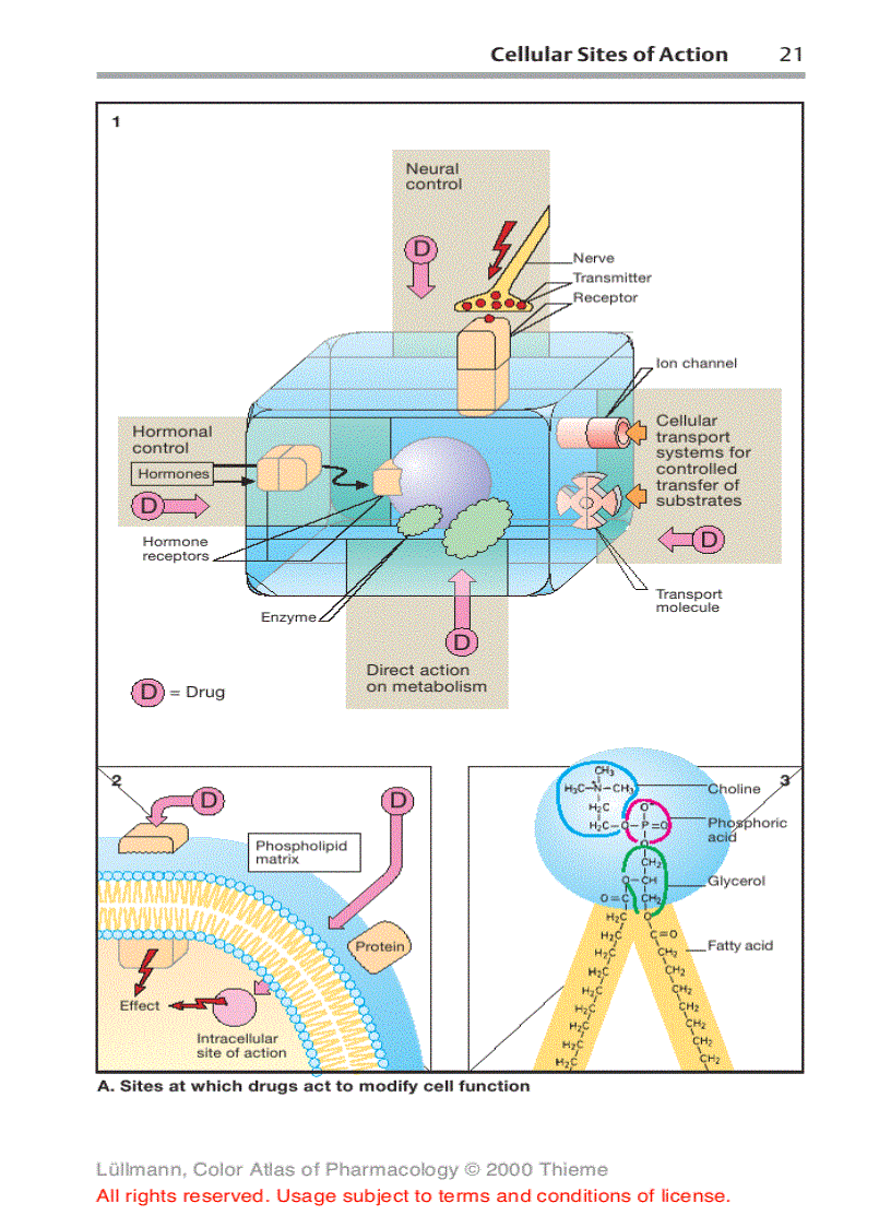 image for page Color Atlat of Pharmacology 2edition