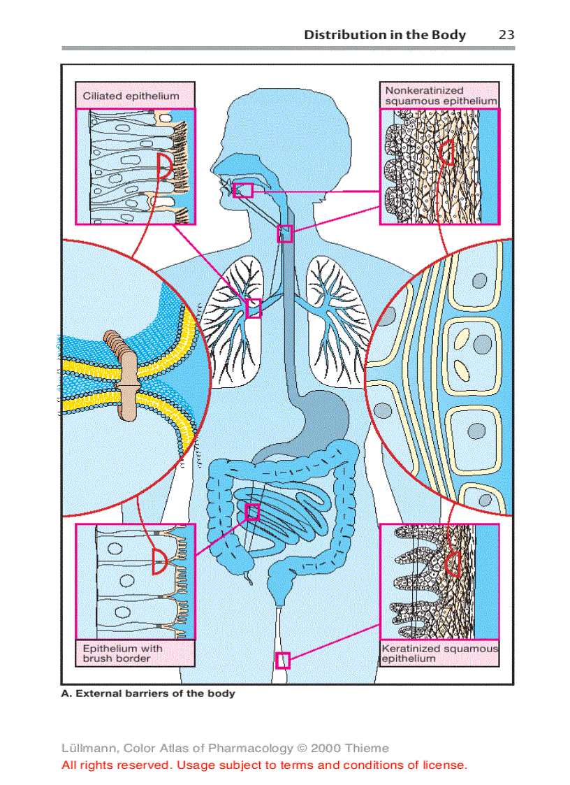 image for page Color Atlat of Pharmacology 2edition