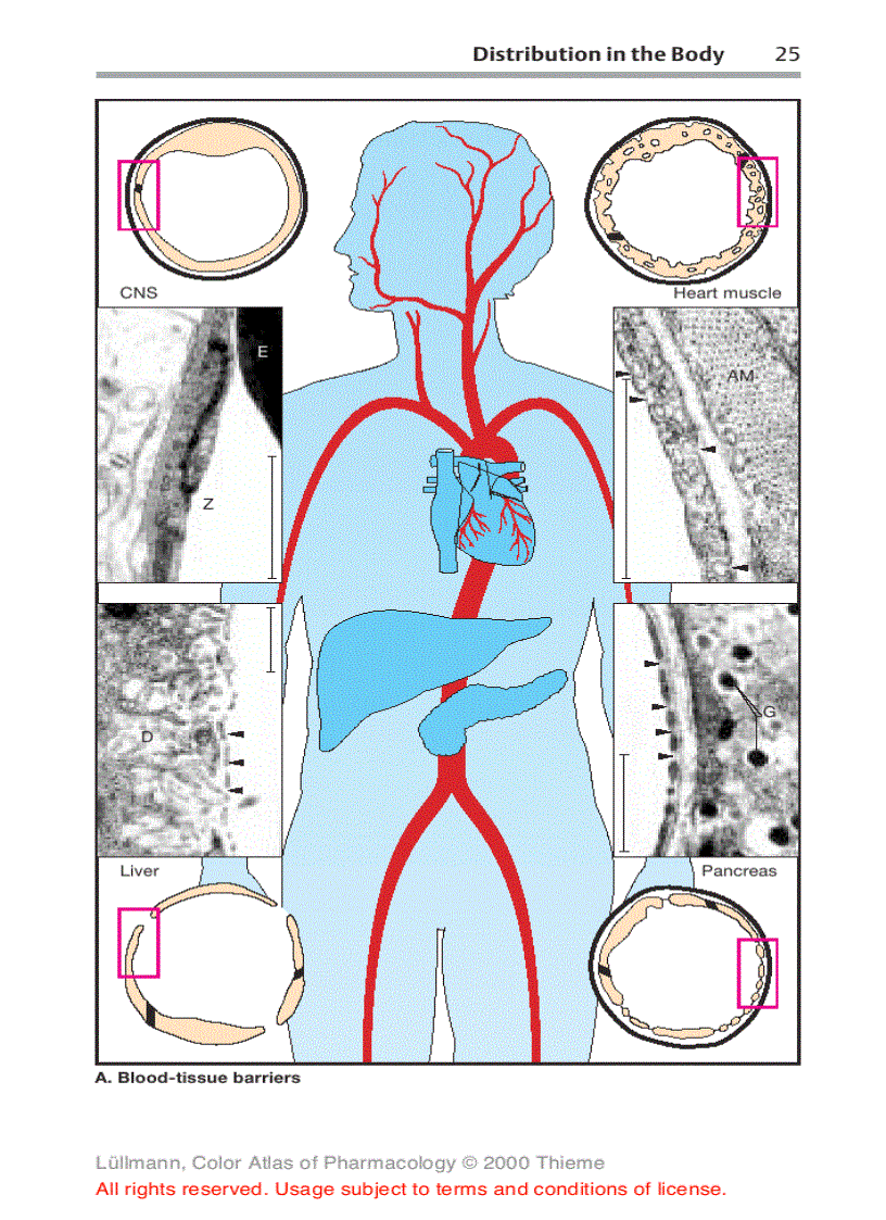 image for page Color Atlat of Pharmacology 2edition