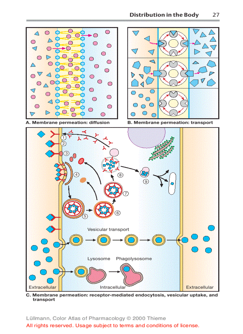 image for page Color Atlat of Pharmacology 2edition