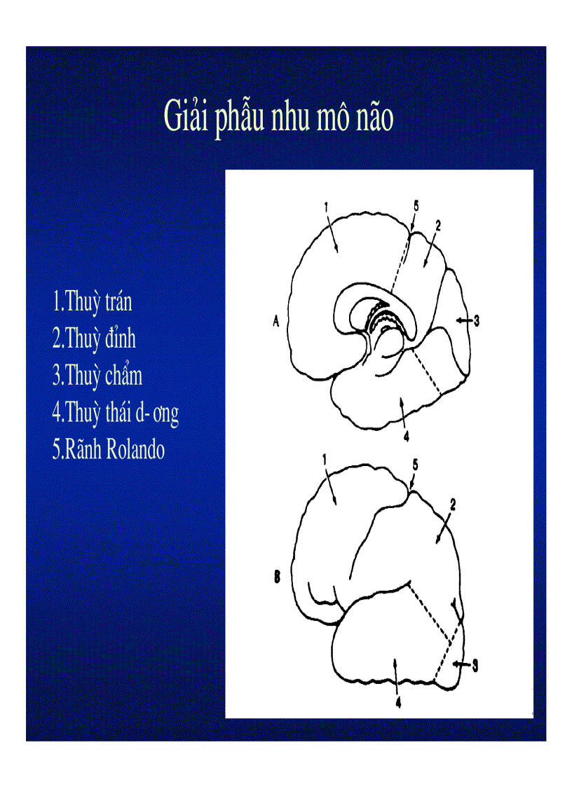 image for page Giải phẫu thần kinh đối chiếu chẩn đoán hình ảnh