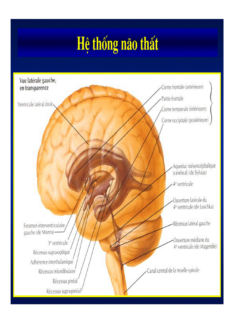 image for page Giải phẫu thần kinh đối chiếu chẩn đoán hình ảnh