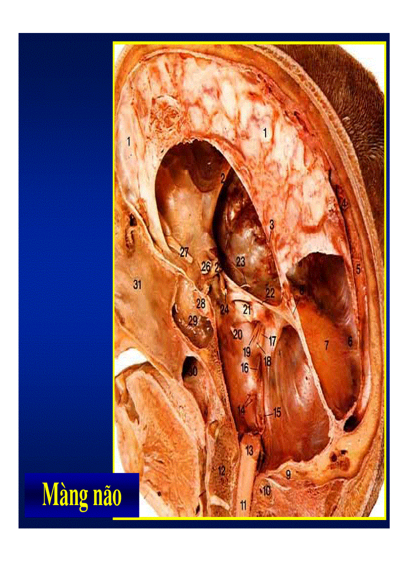 image for page Giải phẫu thần kinh đối chiếu chẩn đoán hình ảnh