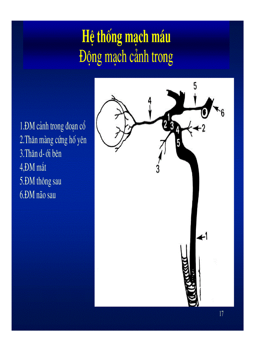 image for page Giải phẫu thần kinh đối chiếu chẩn đoán hình ảnh