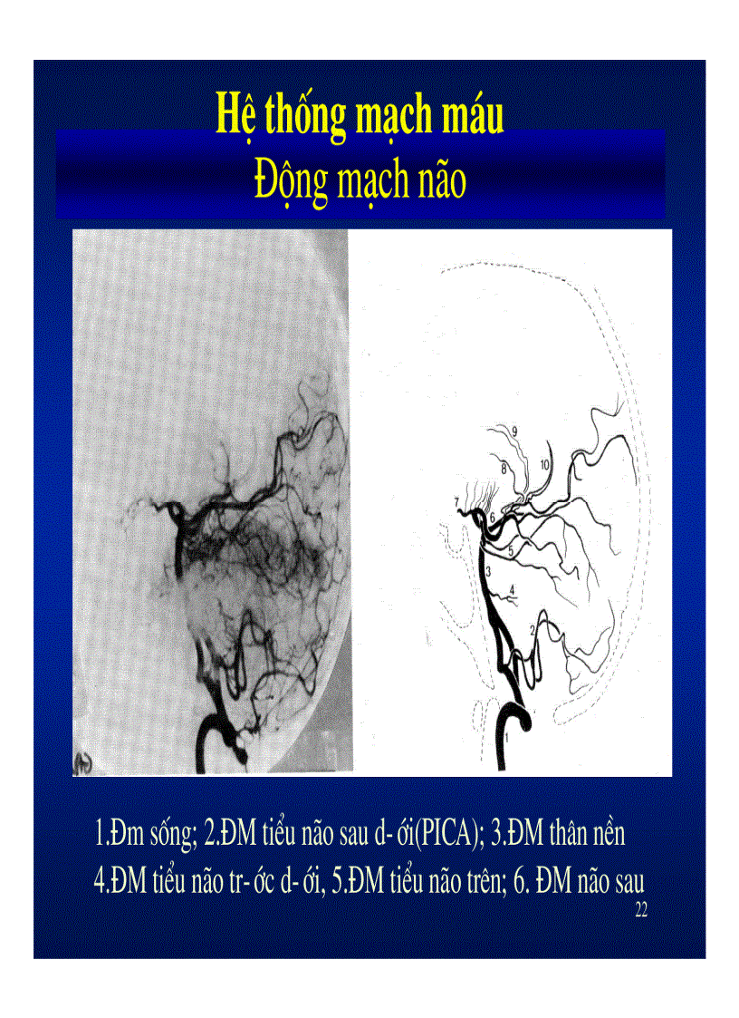 image for page Giải phẫu thần kinh đối chiếu chẩn đoán hình ảnh