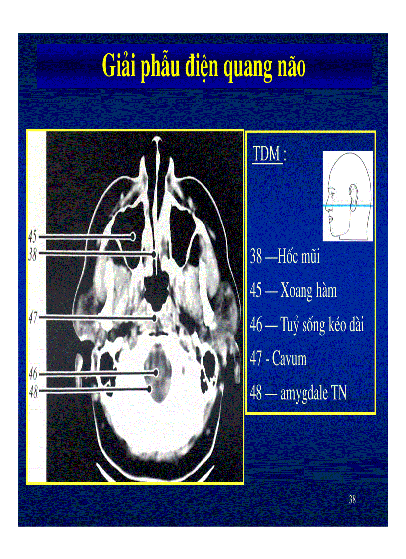 image for page Giải phẫu thần kinh đối chiếu chẩn đoán hình ảnh